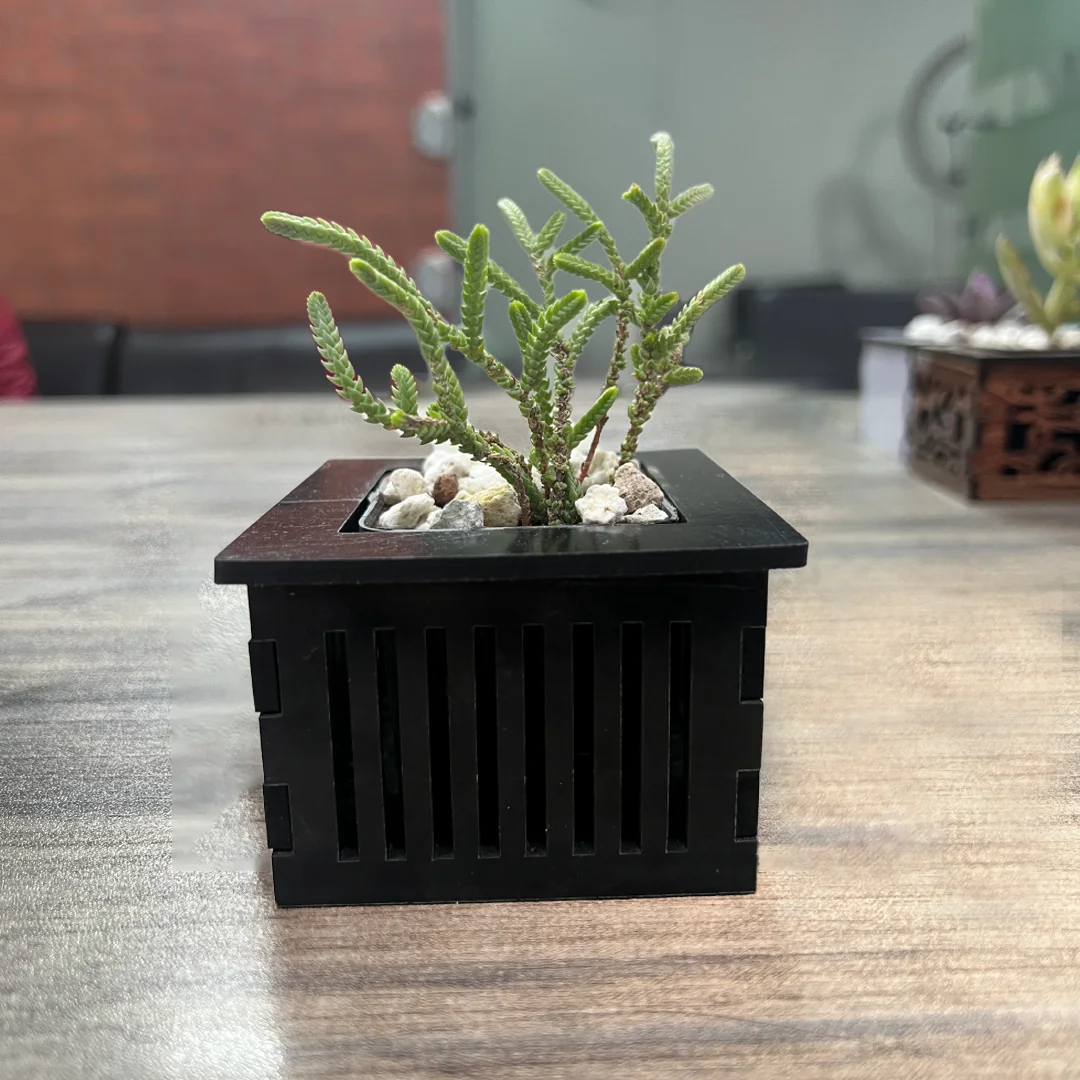 basil plant seeds Sweet Thai Organic Basil Seeds main image 1