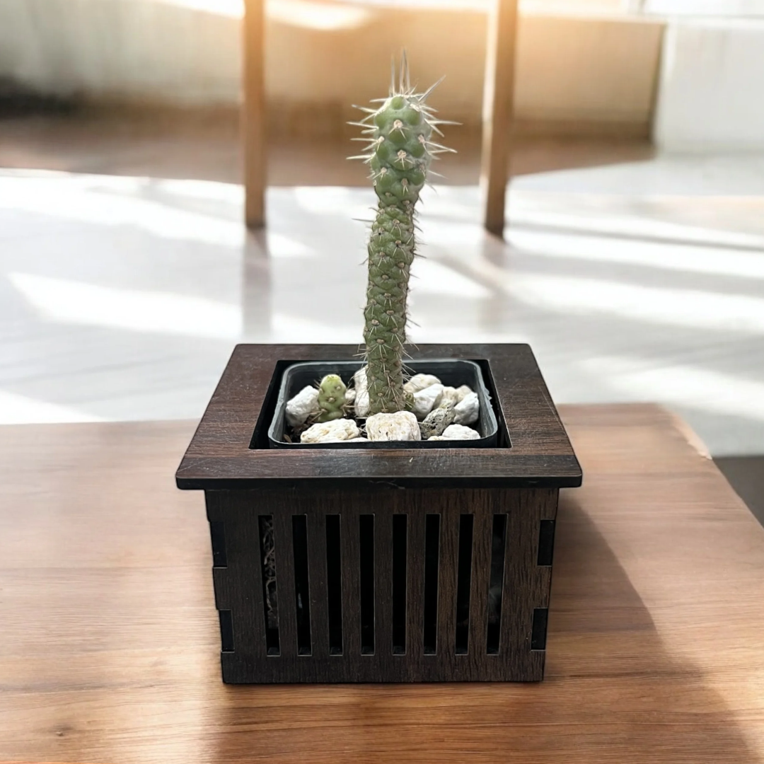Spire-Cactus-(Tephrocactus)