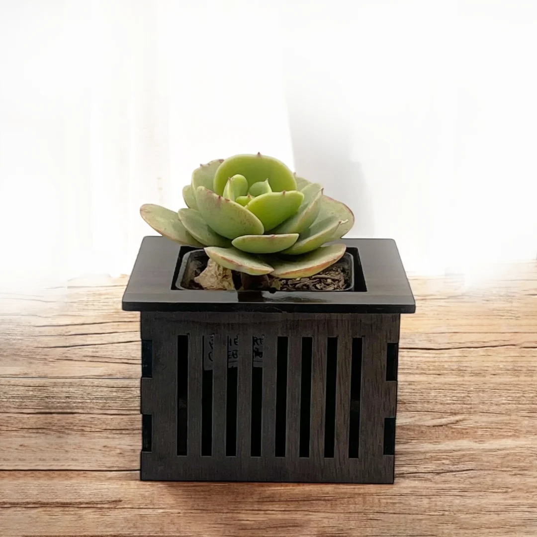 Hen-and-chicks-(Echeveria)